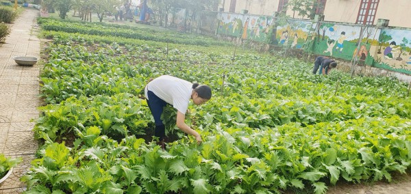 Rau sạch trường em